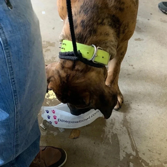 Dog Water Travel Bowl Foldable Reusable New - Picture 4 of 6